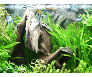 Tropical Fish Care